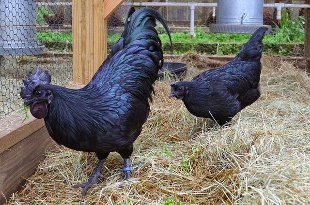 Ayam cemani